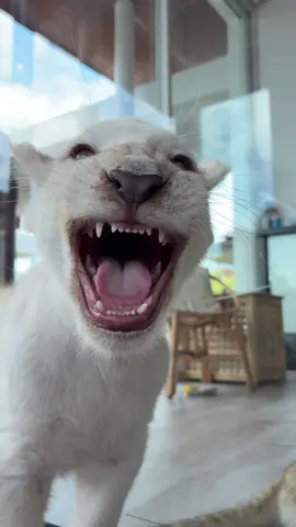 นี่ขนาดเจ็บคออยู่นะไม่เจ็บขนาดไหนวะเนี่ย?