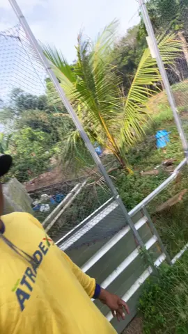 Nihh yang penasaran sama isi kandang silahkan di lihat bos ku dtar 600k-1200 k 🔥🔥🔥