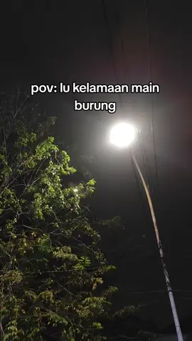 kanca kancaku wes duwe anak jiii #sogon #sogongacor #kicaumaniaindonesia #kicaumania #hobiburung 