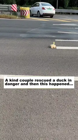A kind couple rescued a duck in danger, and then this happened...#rescue #lovestory #animals #duck #funny 