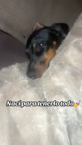 Hasta para ser perrita debes tener suerte 🍀 #pollito #sueño #perros #meme #viral 