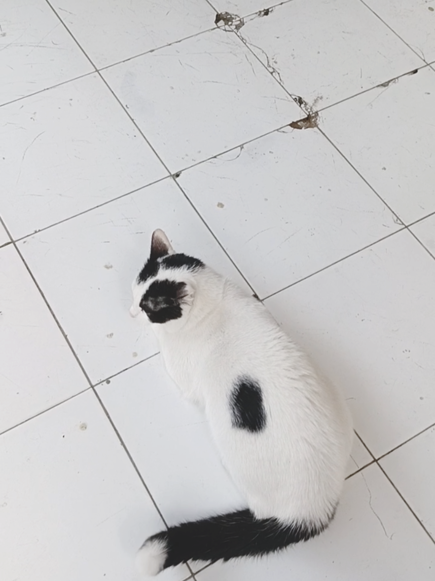 mesti pake sapu nyuruh pulangnya.. klw gak..malah ngelawan😆😆#kucinglucu #kucinglucu #fyp#viraltiktok #kucingkampung 