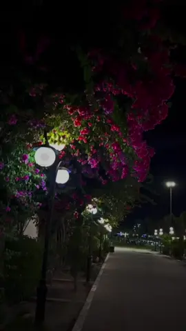 ياليل ياليل الريم اللي جفل وشقانا ياليل ياليل خدي منا العقل وخلانا ياليل ياليل وخلى ميامينا سهرانة ياليل يليل والله لو يلفى ظله ياليل ياليل ننسى عذاب الماضي  #capcutvelocity #فيهذااليوم #بنغازي_ليبيا🇱🇾 #شعب_الصيني_ماله_حل😂😂  #ليبيا 