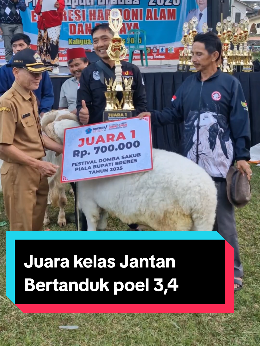 Juara kelas Jantan Bertanduk poel 3,4 Festival Domba Sakub Piala Bupati Brebes 2025 #kontesdomba #pialabupati #domba #dombasakub #brebes 