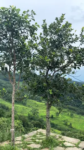 Nature heals ❤️‍🩹 #nature #visitnepal #travelnepal #nepal #fyp 