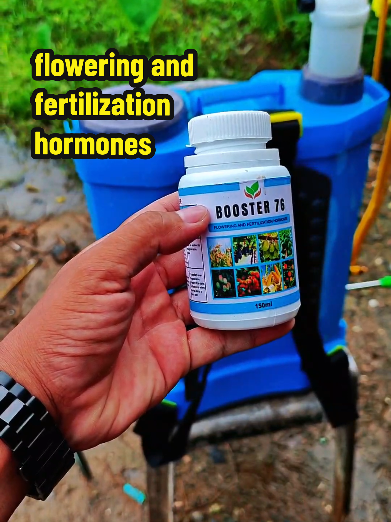booster 76 flowering and fertilization hormones nakakatulong ito sa pangpabulaklak at pangpaganda ng halaman. #booster76 #fertilizer #vegetables #gardening #farm 