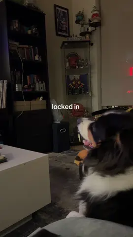 my dog has been waiting for this all day @Love Island USA #LoveIsland #loveislandusa #loveislandreunion #dogsoftiktok 