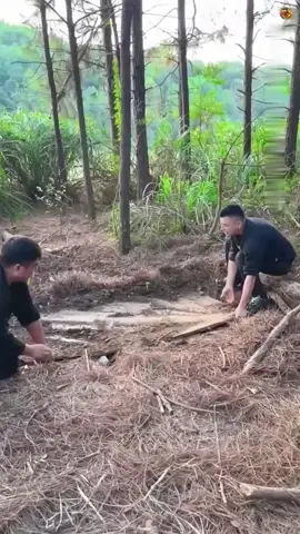 Why are Florida releasing robotic python in their Forests?