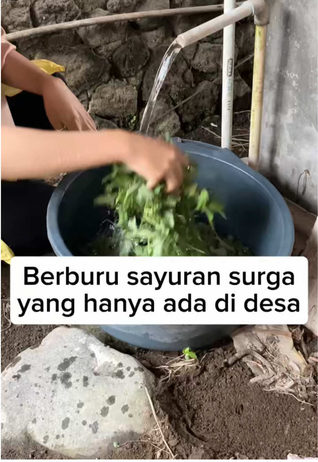 Yang tidak tahu bakal menganggap ini rumput, padahal uwenak bangeeetttt... yang merantau pasti kangen sama sayur rumput satu ini 😍...  #airpegunungan #kehidupandidesa #kampunghalaman #slowliving 