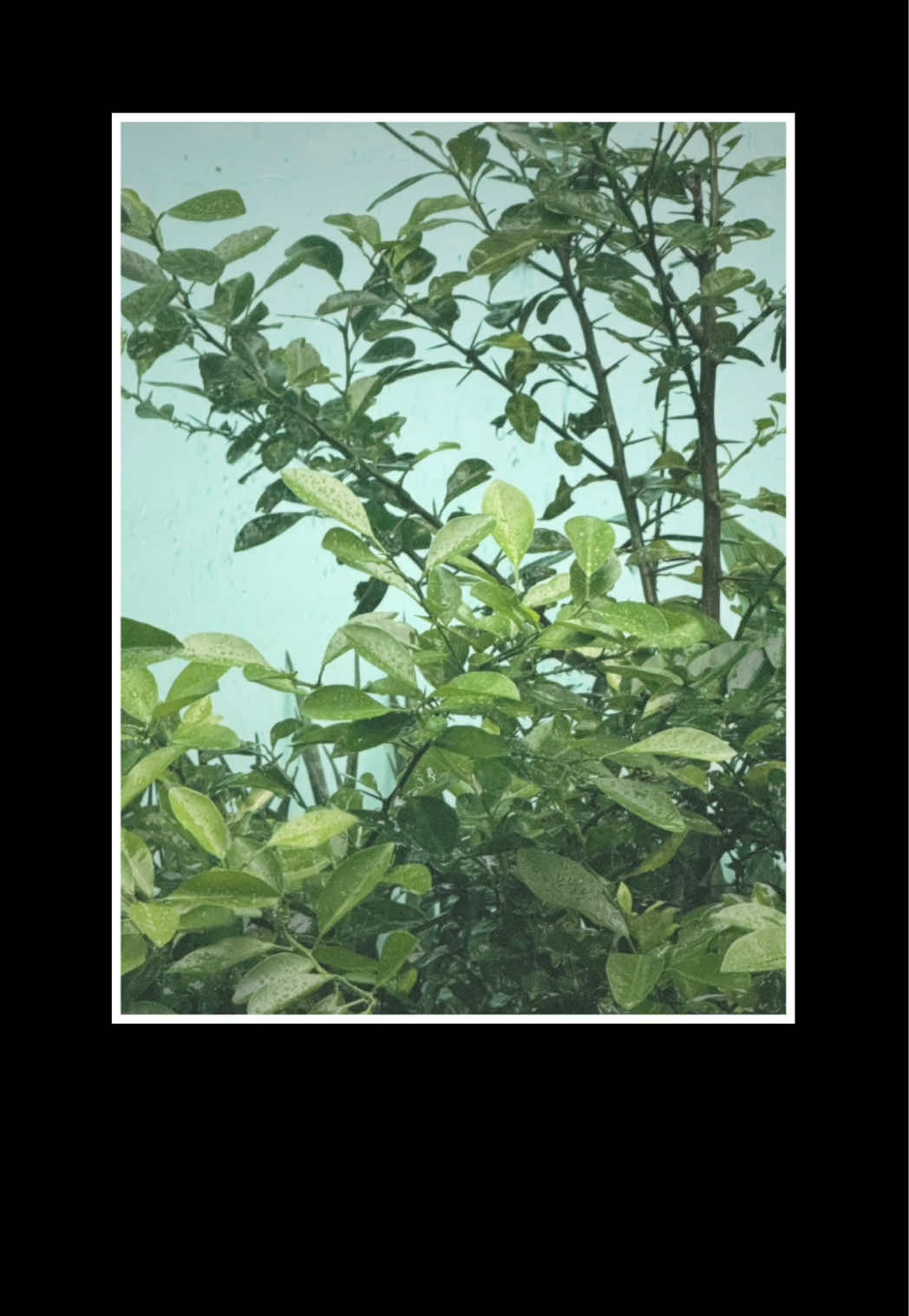 📷 : KAPI – Available on iOS and Android 💕@kapicam #fypppp #kapicam #kapi  #photography #life