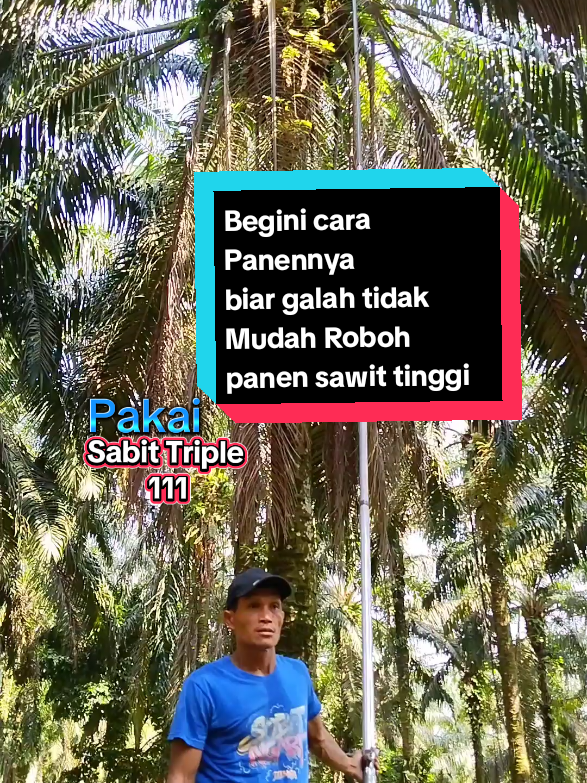 Pemula harus tau Begini Cara panen sawit pokok tinggi biar galah tidak mudah roboh  #Apin #panensawit #sawit #carapanensawit #fyp 
