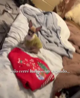 Estaba tan chiquita mi bebé, y ahora ya va para un año . ❤️❤️ sigue estando conmigo mi bebé niz . #mamaperruna #chihuahua 