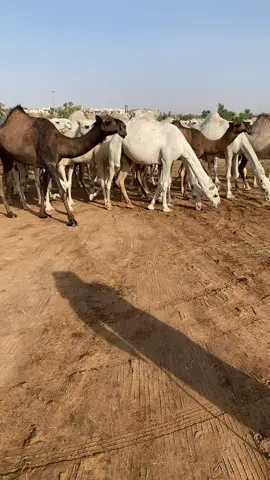 #القصيم #بريدة