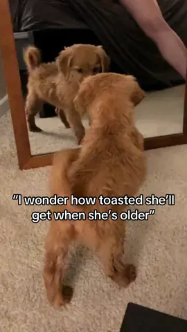 That’s my little red baby 🥰 #goldenretriever #goldie #goldenretrieverlife #wlw 