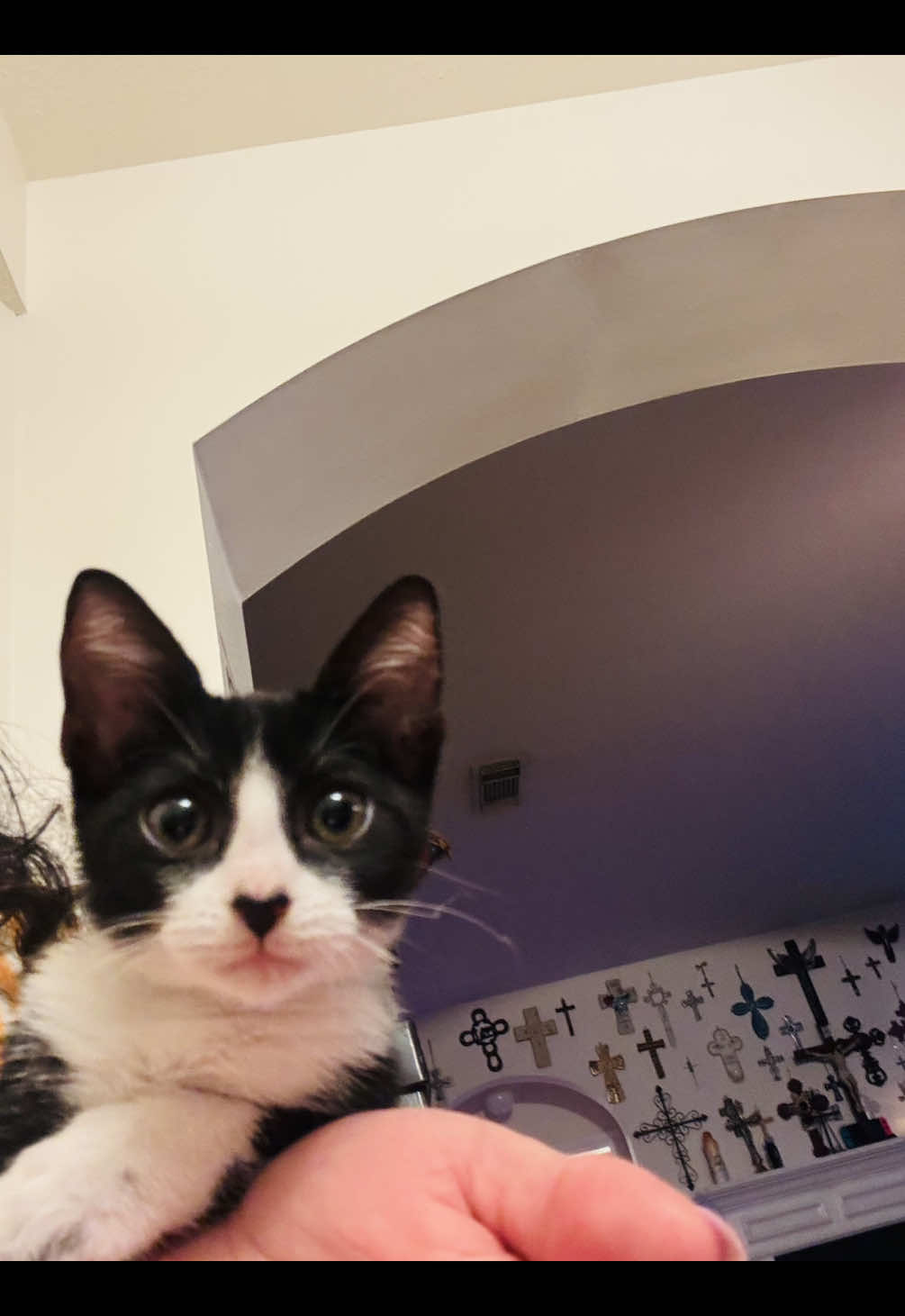 😆🐈‍⬛😬 Dang it, you don’t say! Lolz! #foryoupage #catsoftiktok #catvibin #catchthev👁be 🌙🫶🏻