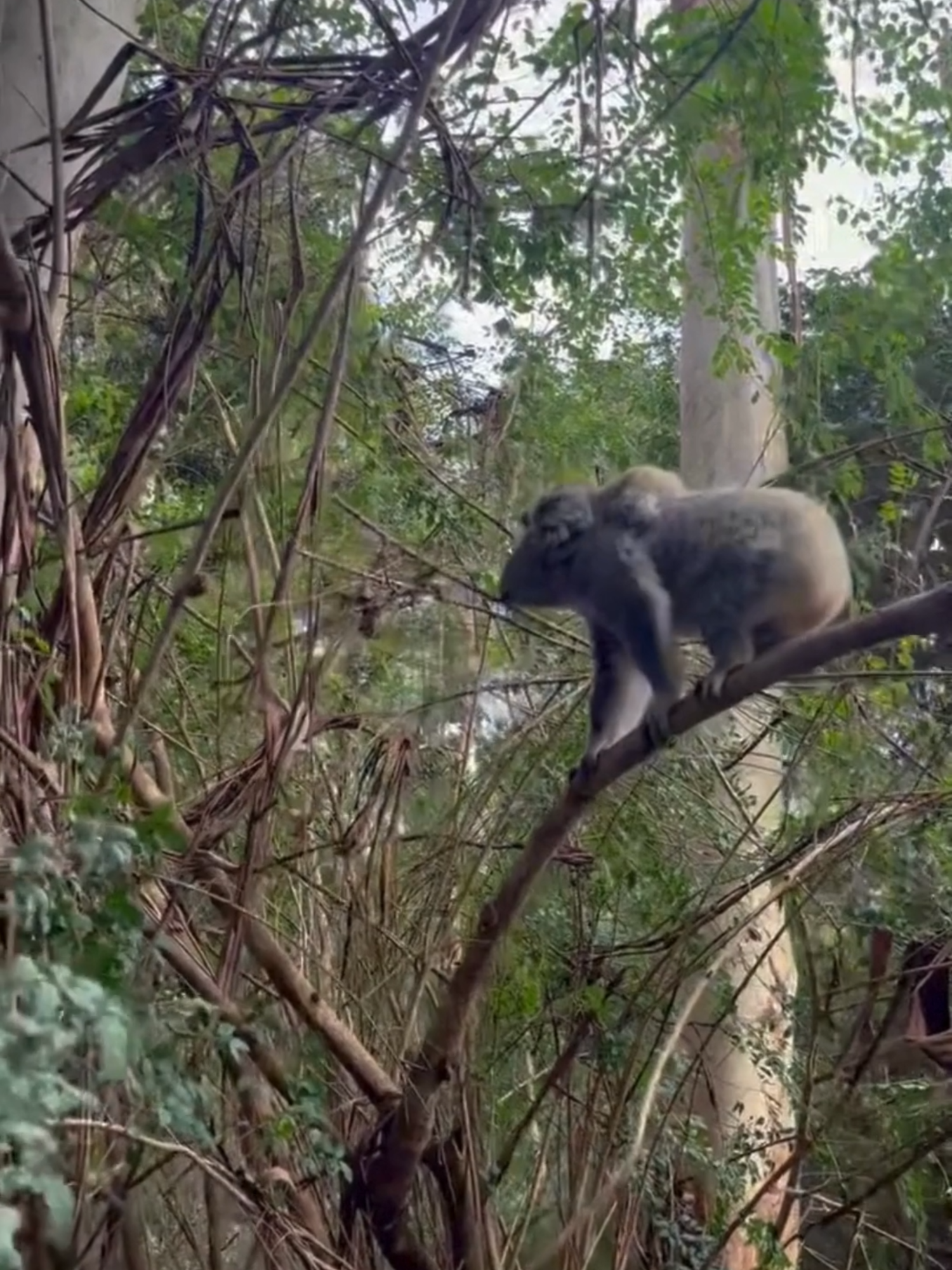 This koala was spotted just down the road a while ago — proof Koalas are in the area. 🐨💚 Together with @wwf_australia and @climate.friendly we planted a resort for koalas 🌱🐨 …and two and a half years later, the trees are already taller than us (even if we sat on each others shoulders). 🤯 Not going to lie, the weeds grew just as fast as the trees and took some management 😅 …but the koala habitat and carbon storage make it all worth it. 🌳 #KoalaTok #KoalaConservation #TreeTok #ClimateTok #EcoTok #CarbonFarming #Reforestation #Sustainability #WildlifeConservation #HabitatRestoration #PlantTrees #NatureTok #Biodiversity