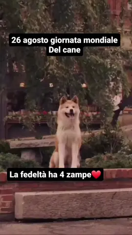 26 agosto giornata mondiale del cane...#accadeoggi #fedelta #amici4zampe #pelosi #hachiko 