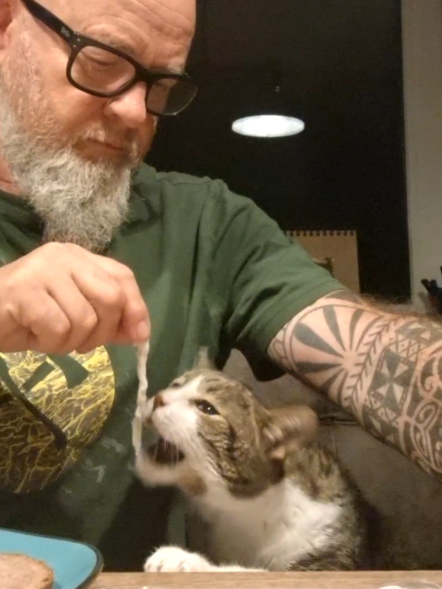 Dann wollen wir mal wieder ... #cat #beardedbadboysgermany #lovecat #catontiktok #catlover 