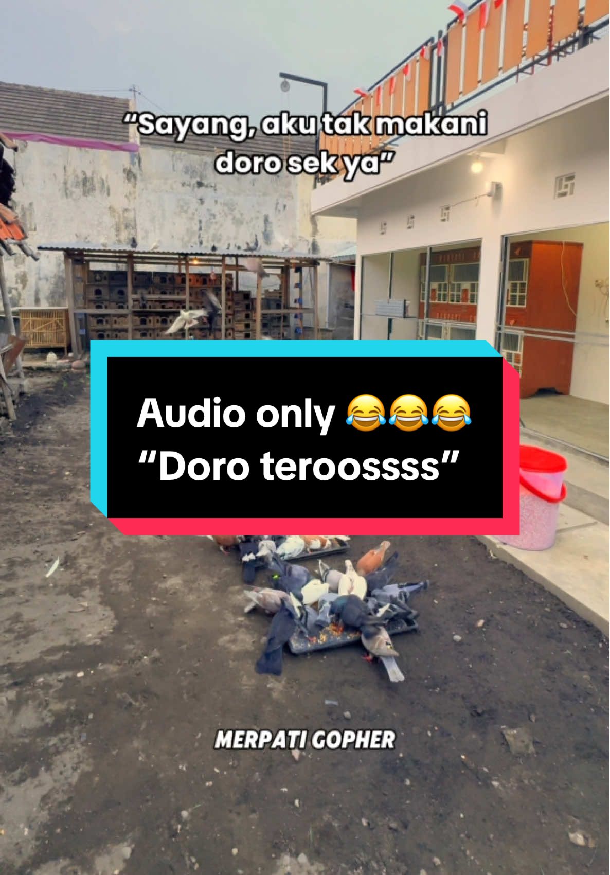 Replying to @13♊ audio only 😂😂😂 #merpatigopher #merpatidiy #merpatitinggianjogja #merpatilovers #merpatitinggian 