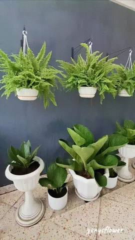 Genk Ijo 🍀🌿 #plants 