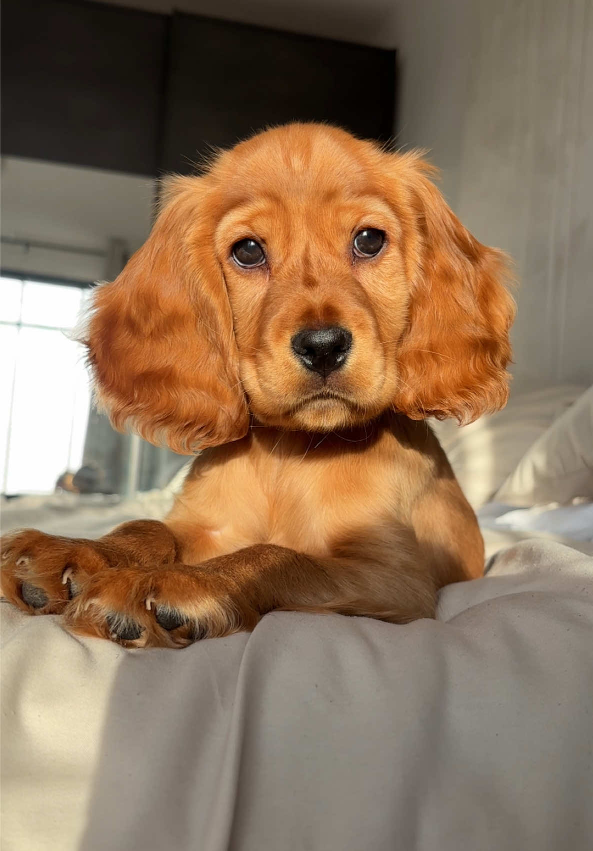 Day in the life of Arthur….how can you not take so many pictures of that little face 🤭 Our tiny boy, 8 weeks old xxxx #puppy #puppylove #cockerspaniel #cockerspanielsoftiktok #foryoupagе 