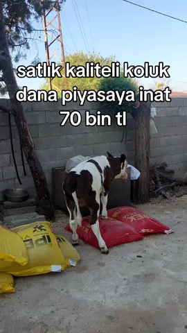 #buzagı #hayvan #ciftci #inek #buyukbas 