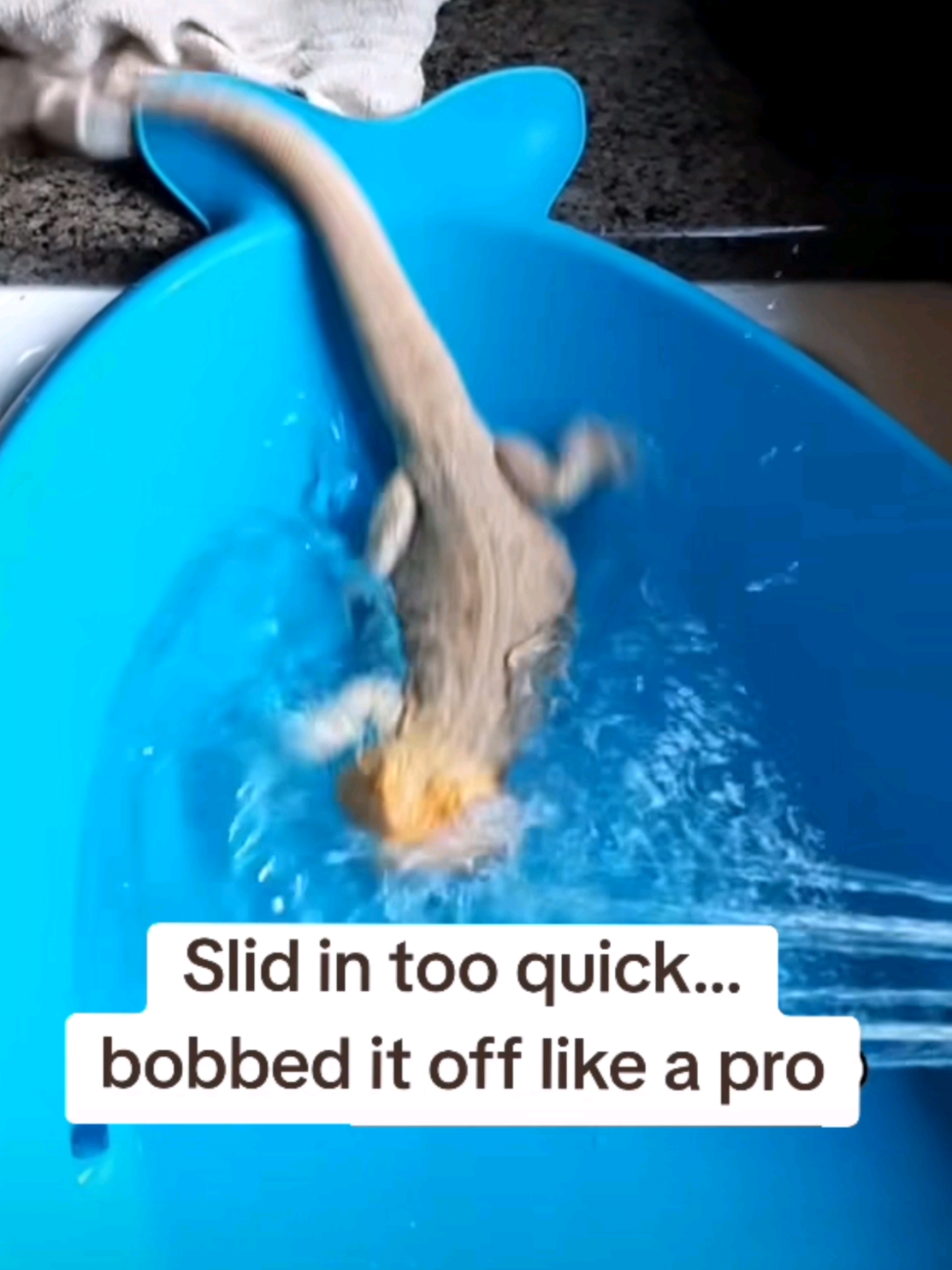 Nice recovery 😊 #bathtime #fyp #headbobbing #beardeddragon #onthisday 