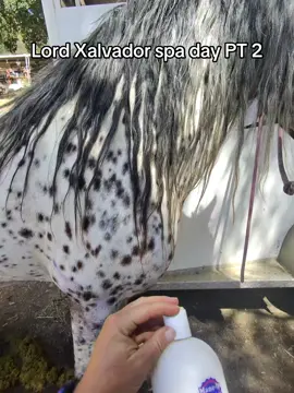 @Mane-lyLongHair best stuff ever for grooming! #asmr #groomingasmr  #stallion #stallionsoftiktok #gypsian 