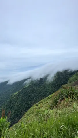 มองดูหมอกนั่นสิเทอร์⛅️🤗⛰️🍃 #ทะเลหมอก #ภูทับเบิก #amazing #ธรรมชาติ 