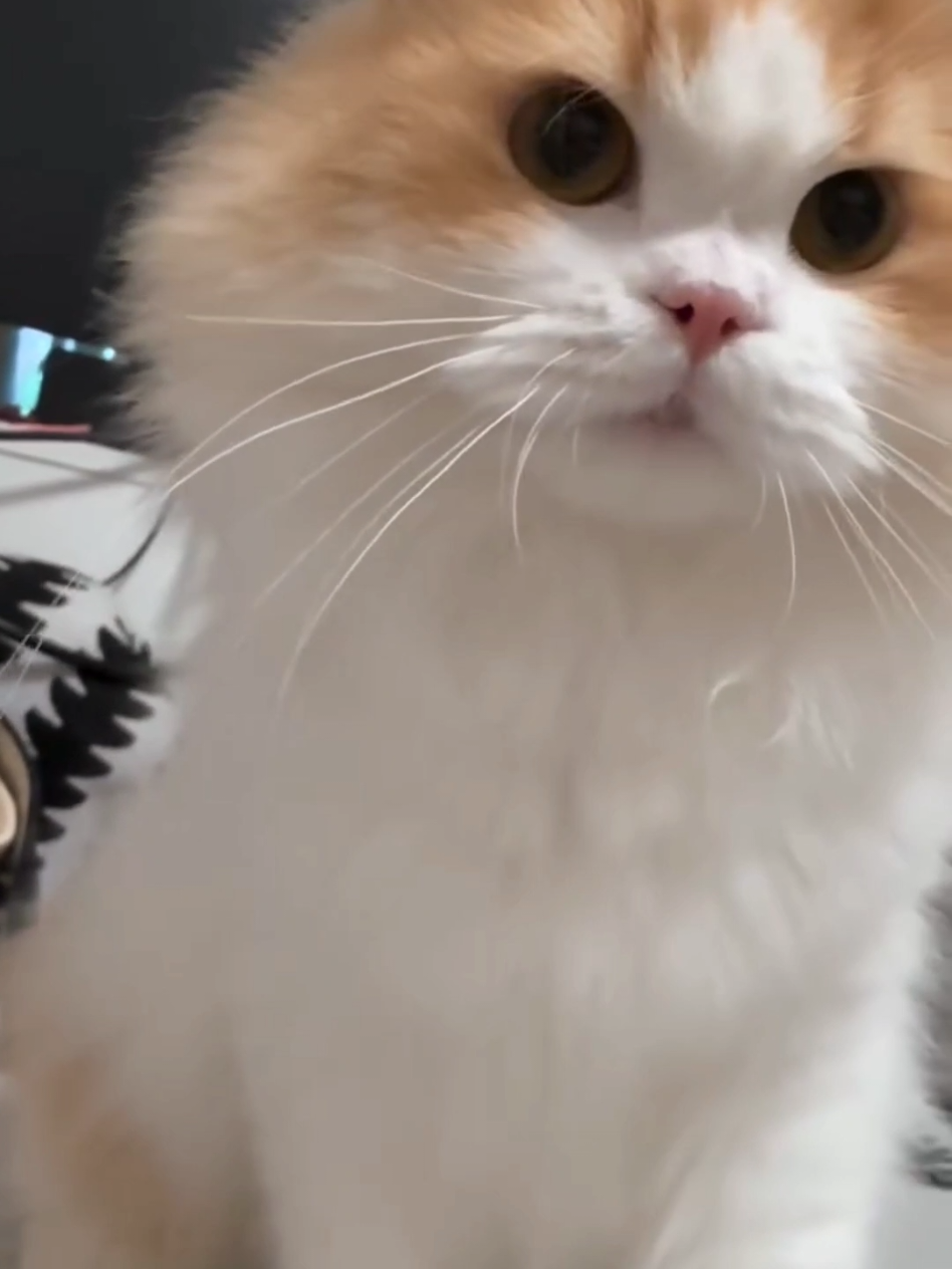 #cat #cute #catvideo #cutecat #funny 