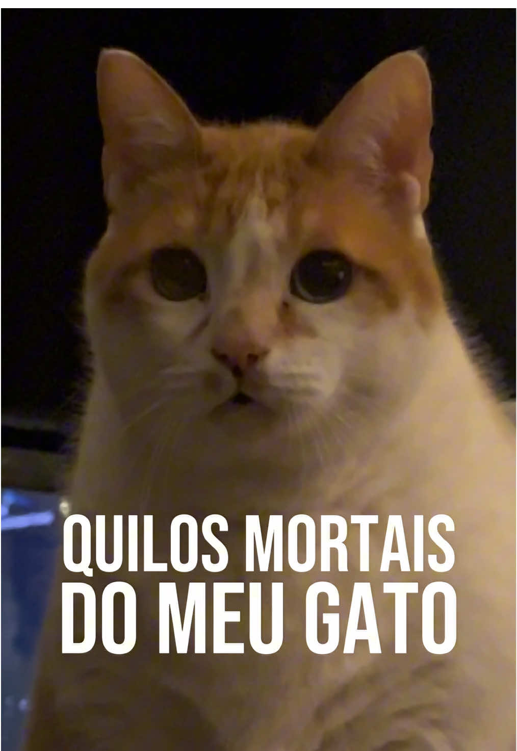 Meu gato segue perdendo peso, apesar da dieta pouco apetitosa. #gatos 
