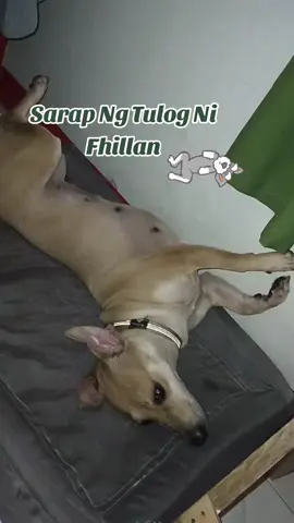 Siya Daw Si Supper Girl #furbabies #furbaby #sleepingdog #creatorsearchinsights 