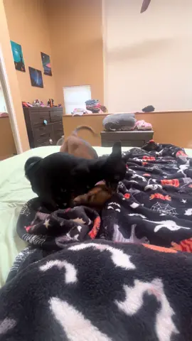 #PetsOfTikTok #chihuahua #chihuahuastiktok 