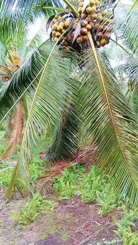 #kelapa Tanpa pupuk ni bos cuman bersih lahan saja. 🤓