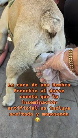 Inseminación artificial de bulldog francés solamente. No se les recomienda nada natural #inseminacionartificial #bulldogfrancer #criadordeperros #perriostiktok #mexico 