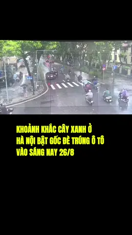 Khoảnh khắc cây xanh ở Hà Nội bật gốc đè trúng ô tô trong cơn mưa lớn sáng nay (26/8) #kientiger #viral #muangap #muato #hanoi 