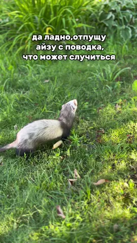 #CapCut АХАХАХАХАХХАХА #хорек #хорекайза #ferret #animals 
