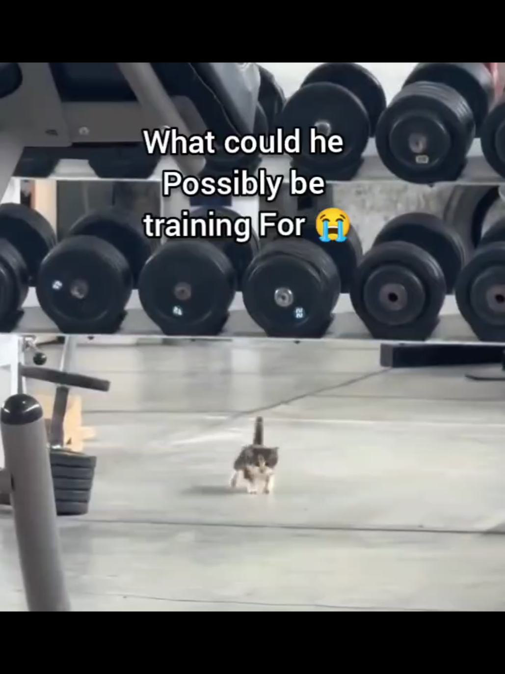 #cat #cats #catsoftiktok #fyp #foryou #catlover #fypシ #fypシ゚viral #fypage #fyppppppppppppppppppppppp #foryoupage #viral #blowthisup 