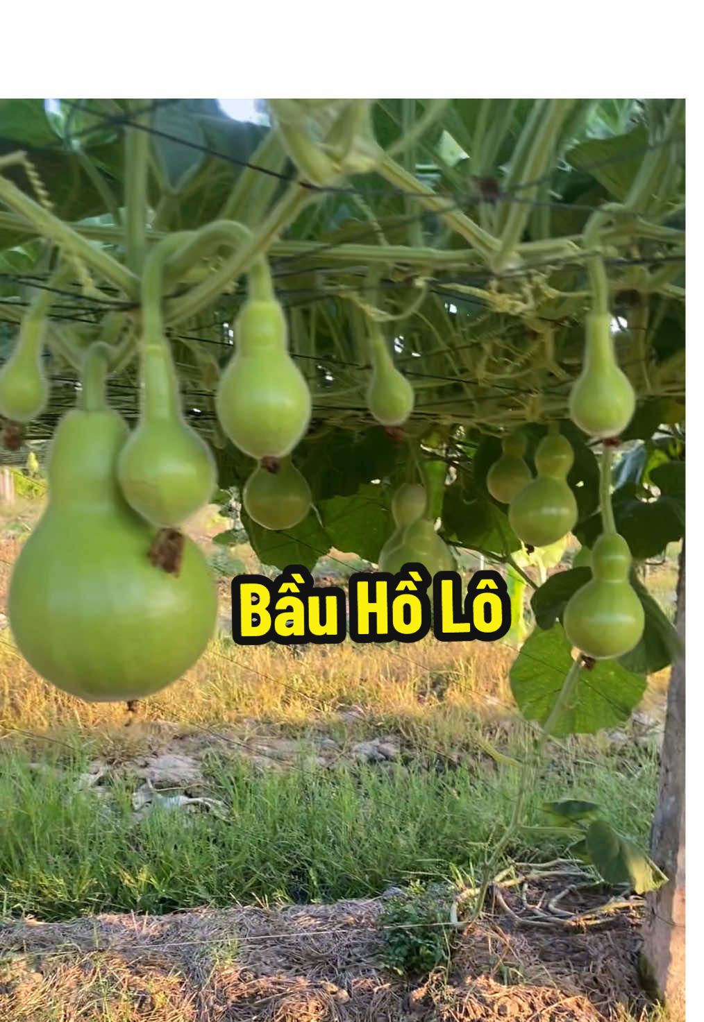 Lưới làm giàn bầu hồ lô tại vườn @ÔNG TIỀN Garden #luoilamgian #luoilamgianleo #caygiong #bauholo #ongtiengarden
