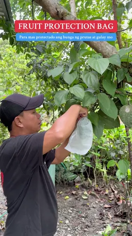PARA SA MAS MAGANDANG ANI AT QUALITY NA BUNGA NG IYONG PRUTAS AT GULAY, ITO ANG GAMITIN MO #fruitprotectionbag #vegetableprotectivebags #fruitprotectioncover 