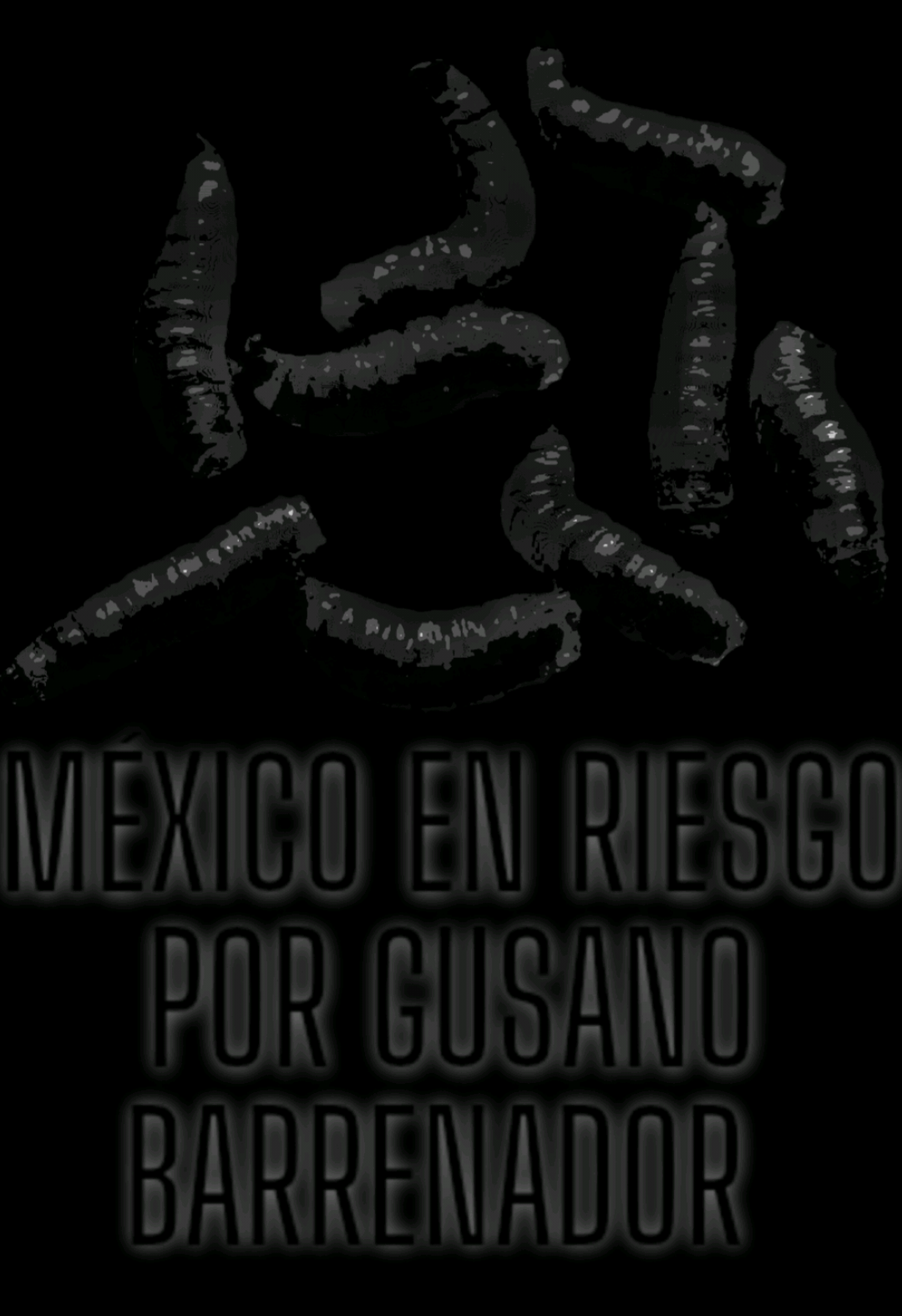 ⚠️🚨 MÉXICO EN RIESGO POR EL GUSANO BARRENADOR⚠️🚨 #gusanobarrenador #drtotoenredes #AprendeEnTikTok #alerta #plaga  LIGA: https://www.eluniversal.com.mx/nacion/gusano-barrenador-amenaza-a-especies-plaga-dana-a-aguililla-perros-y-gatos/ 
