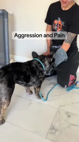 So many dogs with aggressive behaviors are in pain. It’s very common. Standing oddly, walking with a sway or a bob, walking up stairs poorly, and a roached back are all things we see frequently. Pain causes people and animals to have constant stress and to lash out. #dogbehavior #reactivedog #anxiousdog #doganxiety 