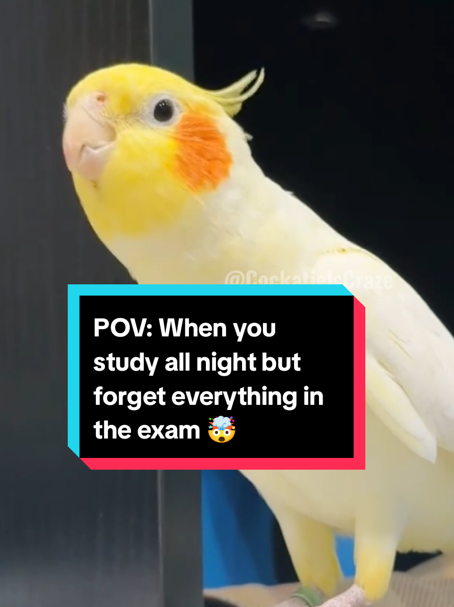 Cockatiel.exe has stopped working 😂🐦 POV: Your bird studied for hours and still forgot the lyrics 💀 Cockatiel brain = buffering… again #cockatiel #birdtok #parrotsoftiktok #funnybirds #cockatielmeme      cockatiel buffering, cockatiel brain glitch, cockatiel funny meme, cockatiel forgot song, cockatiel memory fail, parrot brain freeze, cockatiel short video, cockatiel brain lag, cockatiel stopped working, cockatiel funny singing