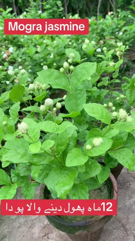 مو تیا #viralvideo #viralvideo #roseplantnurseryfarm 