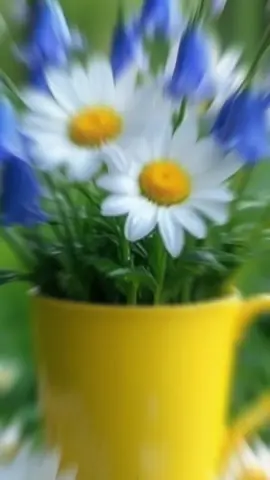 ბედნიერი დილა🌹🌻🍵🌺