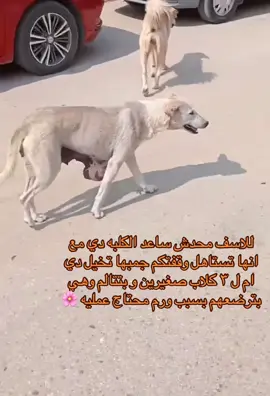 بتمني من قلبي الكل يقف معاها روح غلبانه ملهاش ذنب ونفسها حد يساعدها والالم يروح بس مش اكترر 🌸🌸#fyp #trend #عياده_بيطريه #كلاب 