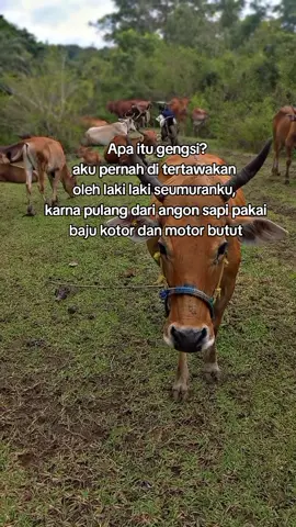 gpp, udah biasa itumah😁  #peternakmuda #peternaksapi #peternaksapiindonesia #angonlembu🐃 #fyp 