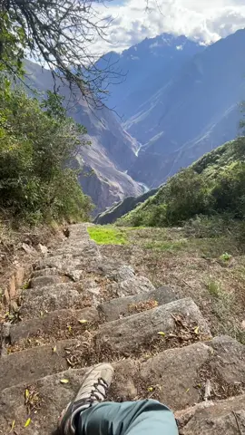 Camino al sector VIII, las llamas de Choquequirao #sectorVIII #llamas #choquequirao #cuzco_peru🇵🇪 