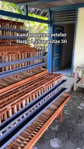 Terinstal di bojonegoro #kandang #sangkar #kandangayam #ayampetelur 
