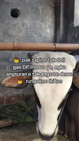 #kediri24jam #sapijumbo #peternakmuda #jowostory #storywhatsapp 